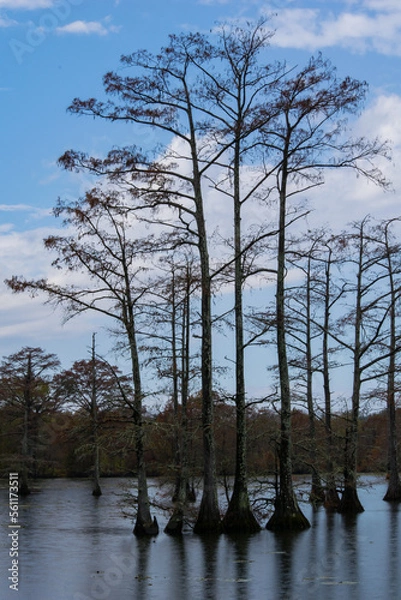 Obraz Cypress Lake 4