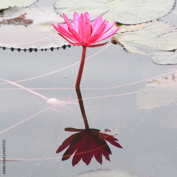 Obraz Red lotus and lotus leaf in a pond