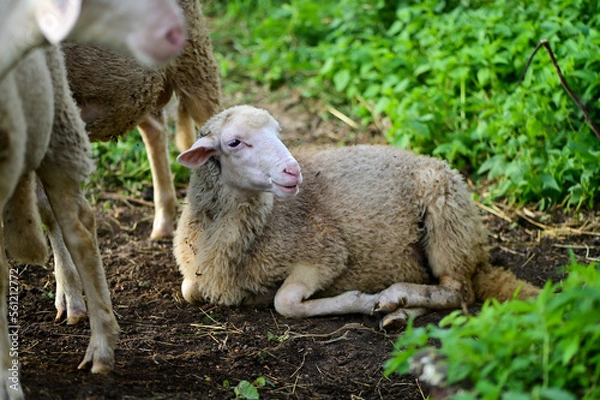 Fototapeta The Sick sheep is lying on the ground next to a group of other sheep in nature