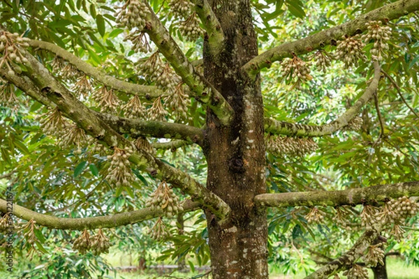 Fototapeta Group bud durian flowers blooming on the branches on tree in the garden, durian fruit grown from small to large, the best product quality in Thailand for export, king of fruit in Thai