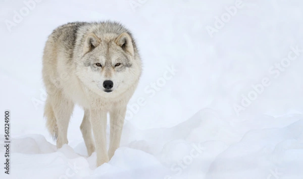 Obraz arctic wolf in snow during winter