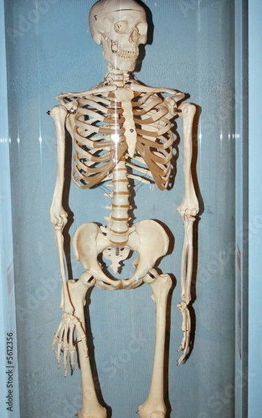Obraz skeleton