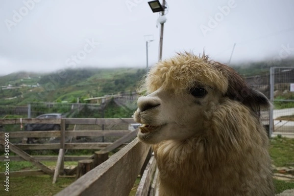 Fototapeta lose up view of a cute white Alpaca