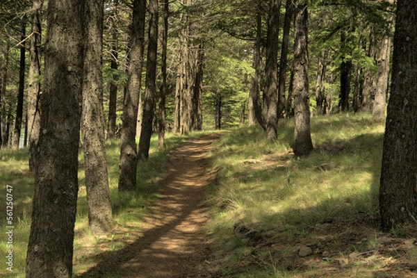 Obraz Dirt path through himalayan cedar plantation