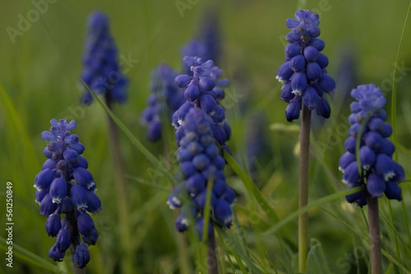 Obraz close up field of grape hyacinths