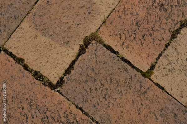 Obraz Close-up of moss growing between paving bricks