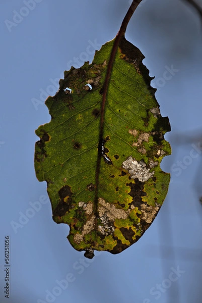 Fototapeta Close-up of leaf, with insect damage