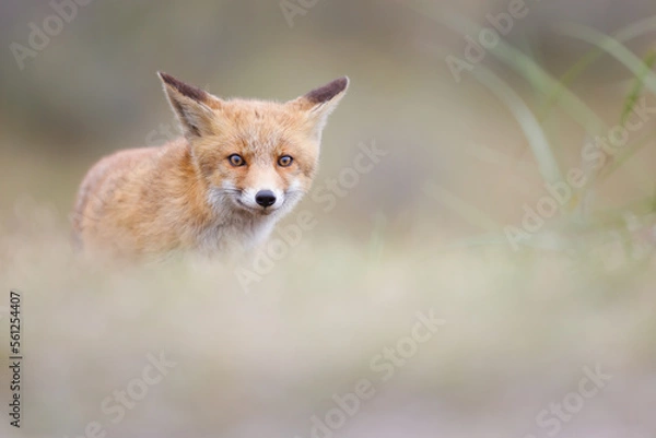 Obraz red fox cub