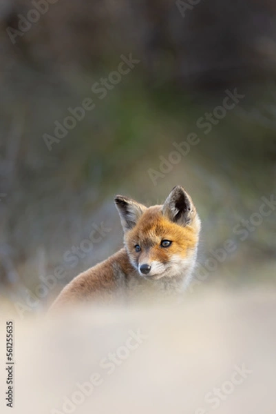 Obraz red fox cub
