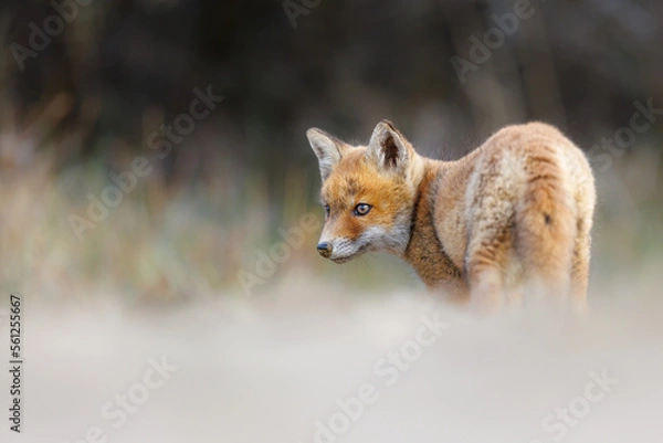 Obraz red fox cub
