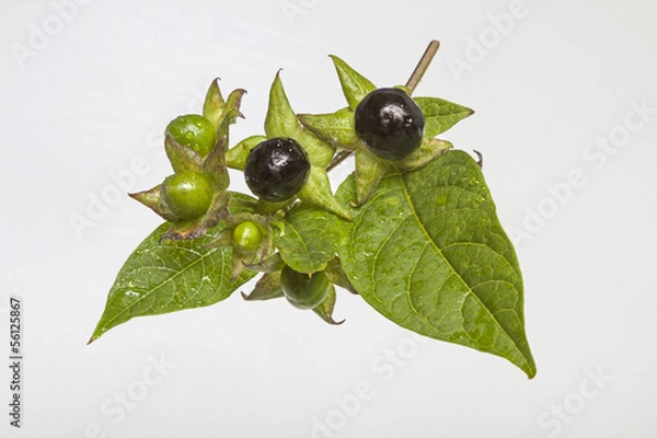 Obraz Schwarze Tollkirsche