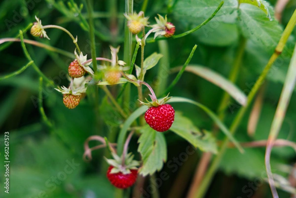 Fototapeta Berries of strawberries hang on a bush in tall grass