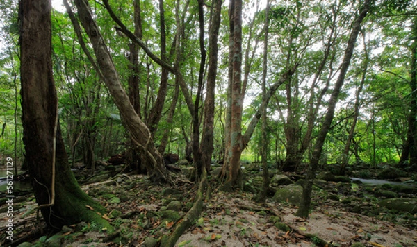 Obraz Daintree rainforest australia 