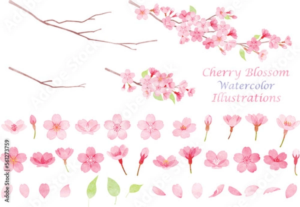 Obraz 手描き水彩風　桜のイラスト素材セット