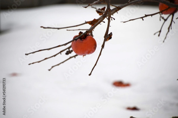 Fototapeta 冬の柿