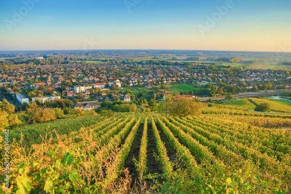 Fototapeta Autumn lights in the vineyrads of Tokaj
