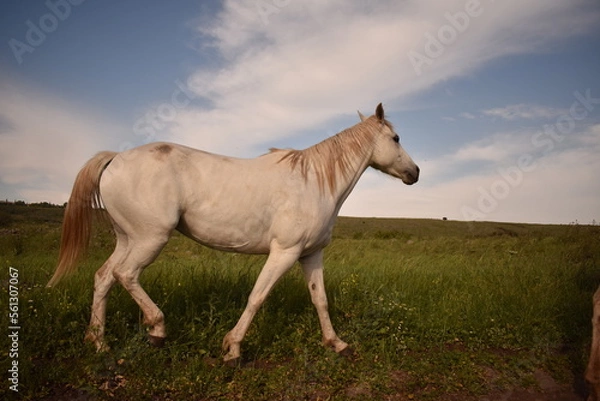 Obraz  white horse in the field