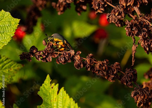 Obraz Green June Beetle Closeup