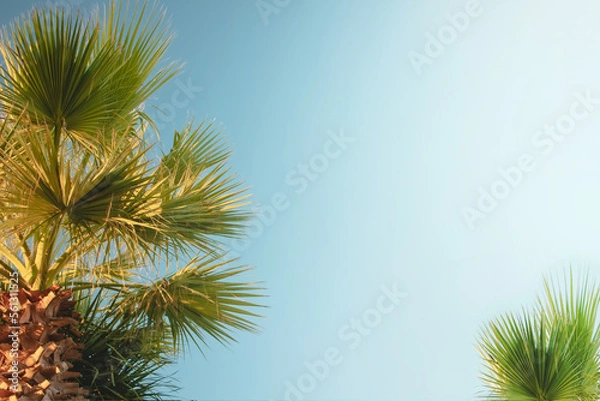Fototapeta Palm tree leaves in warm sunlight on bright blue summer sky background with copy space for text. Tourism and tropical vacation concept photo