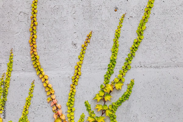 Fototapeta White concrete wall half covered with Parthenocyss tricuspidate Veitchii or Boston ivy, grape ivy, Japanese creeper leaves. Hedera helix, English or European ivy. Plastered wall with decorative grapes
