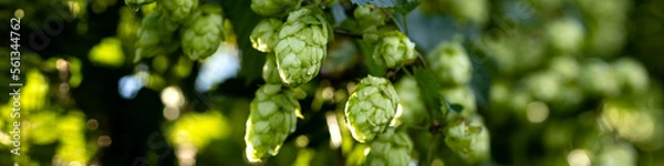 Fototapeta Banner 4x1 leaves, green hop cones on branches