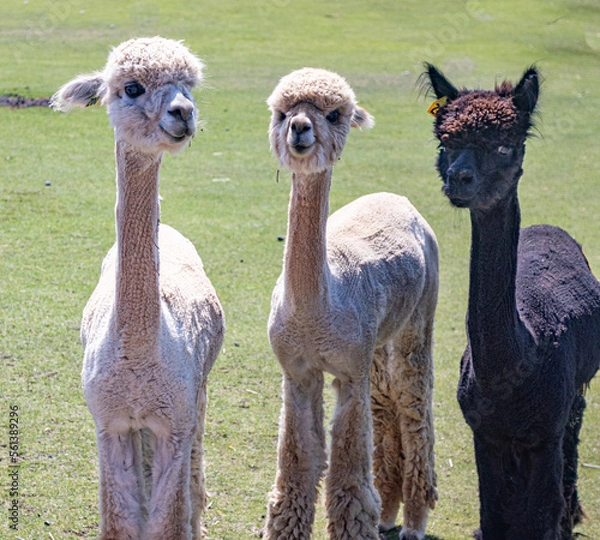 Obraz Alpaca Sisters