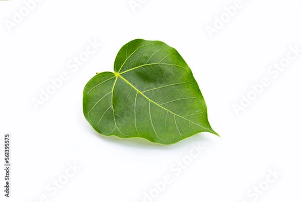 Obraz Green bodhi leaf on a white background.