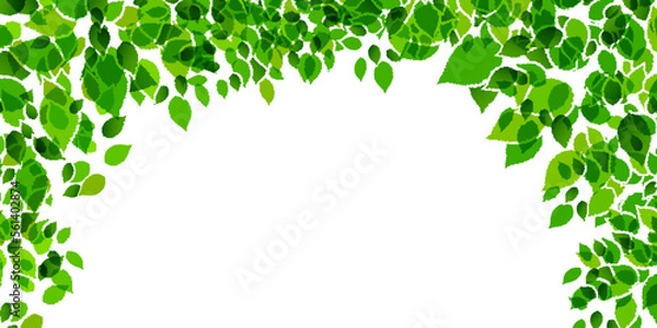 Fototapeta 新緑　葉　風景　背景