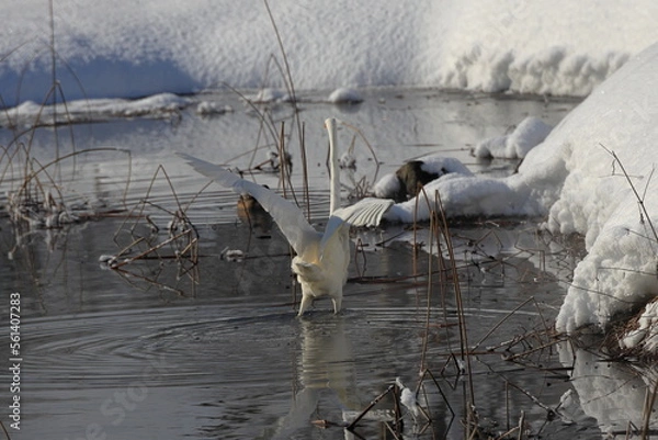 Obraz 厳寒値で越冬する白鷺