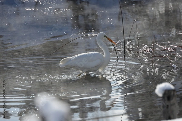 Obraz 厳寒値で越冬する白鷺
