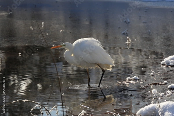 Obraz 厳寒値で越冬する白鷺