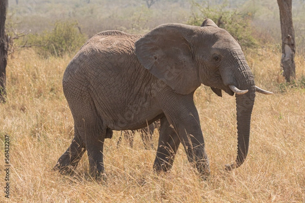 Obraz An Elephant (loxodonta africana) in the open plains of Tanzania