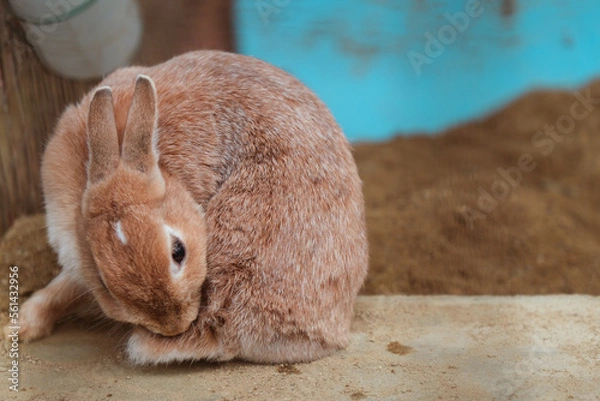 Obraz 足の毛を整えている茶色の小さなウサギ