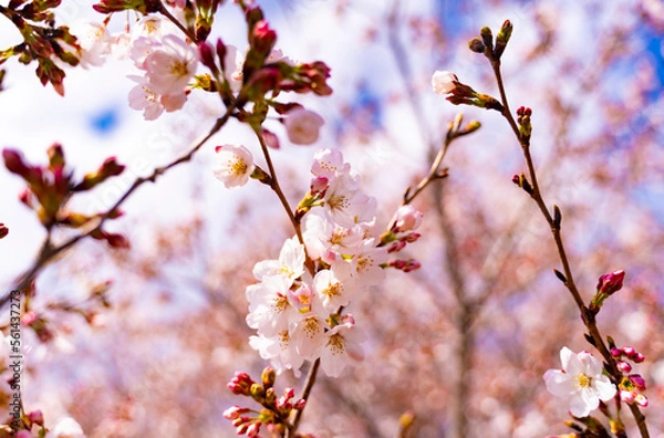 Obraz 桜の花の近影