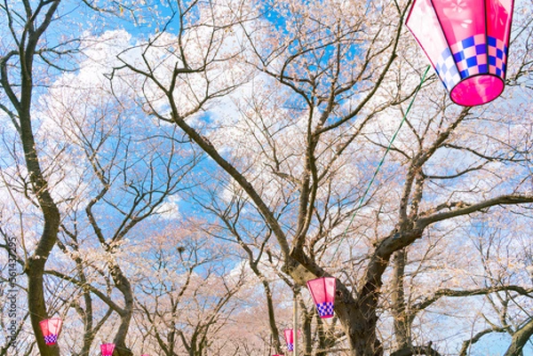 Obraz 幸手権現堂の桜まつり