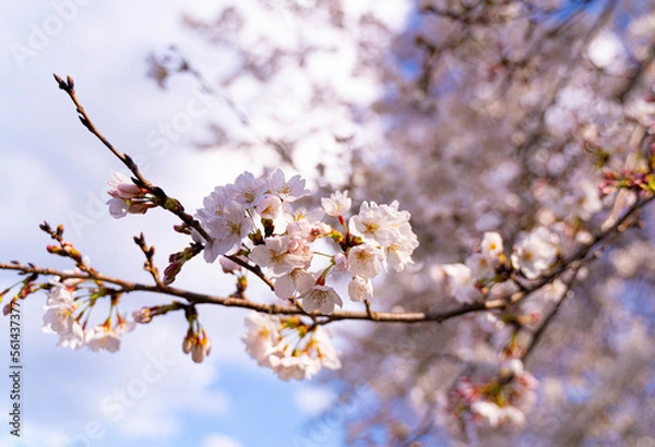 Obraz 桜の花の近影