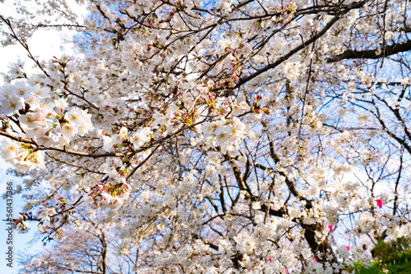 Obraz 幸手権現堂の桜まつり