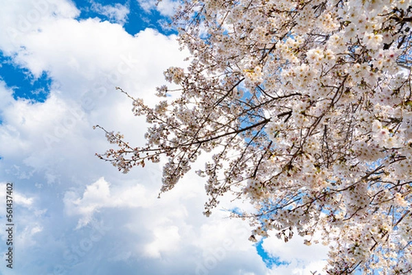 Obraz 満開の桜と雲いっぱいの空