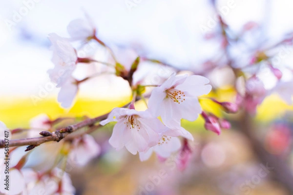 Obraz 桜の花の近影