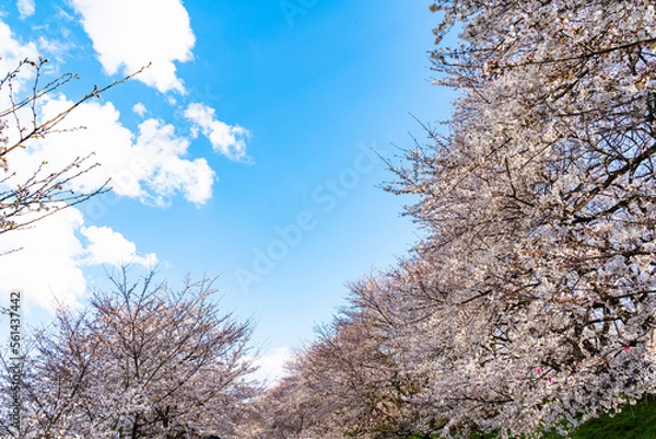 Obraz よく晴れた日に撮影した幸手権現堂桜堤の満開の桜並木