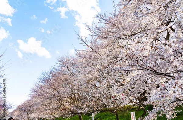 Obraz よく晴れた日に撮影した幸手権現堂桜堤の満開の桜並木