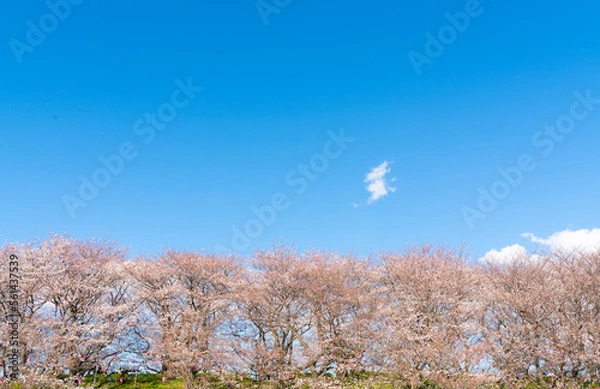 Obraz よく晴れた日に撮影した幸手権現堂桜堤の満開の桜並木