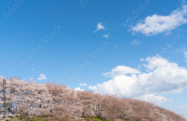Obraz よく晴れた日に撮影した幸手権現堂桜堤の満開の桜並木