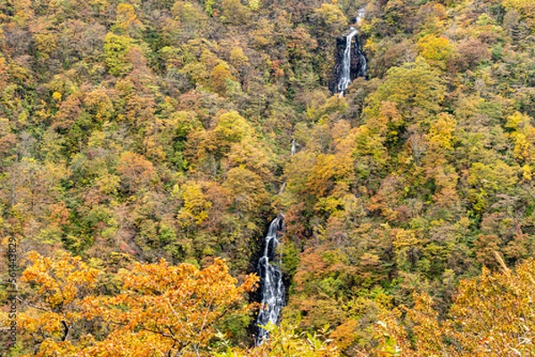 Obraz 紅葉の森を貫く