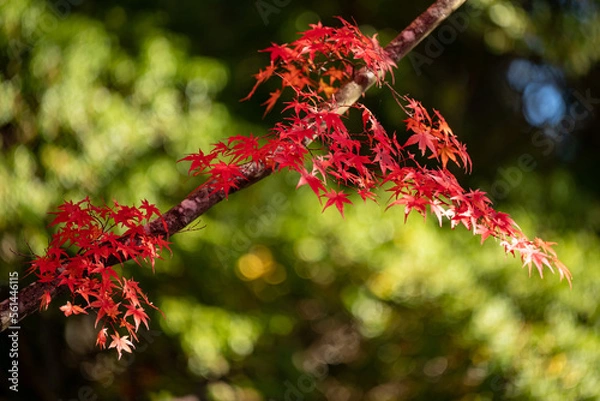 Obraz 色づくもみじ