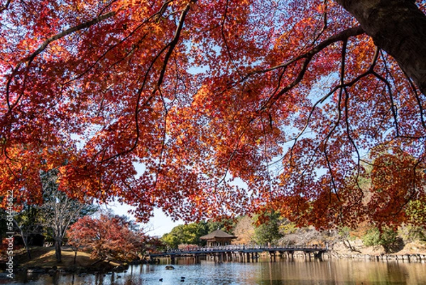 Obraz 紅葉の公園