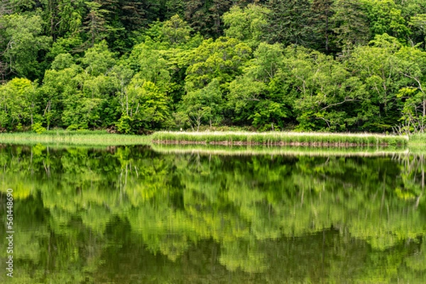 Obraz 新緑を映す湖