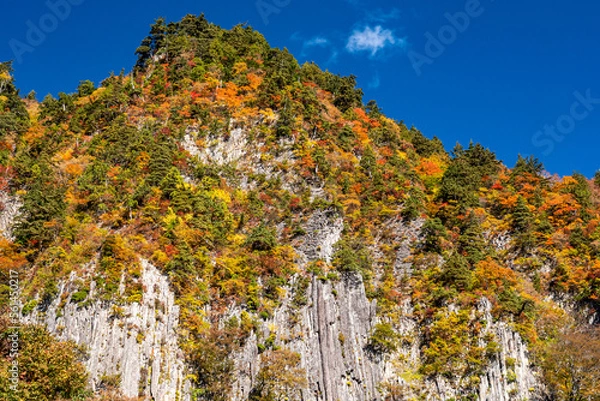 Obraz 青空に映える紅葉