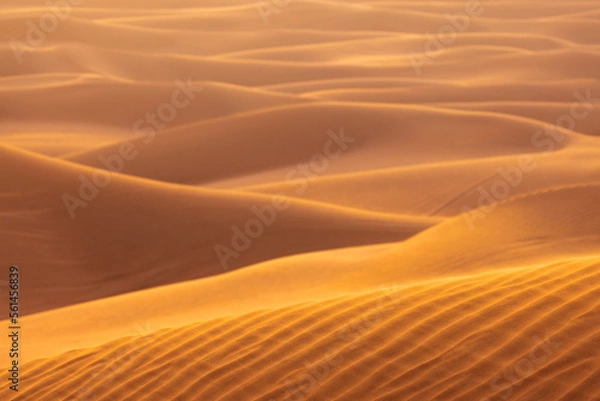 Fototapeta The red deset outside Dubai, with a dune in the foreground and a dunescape extending to the horizon in the background