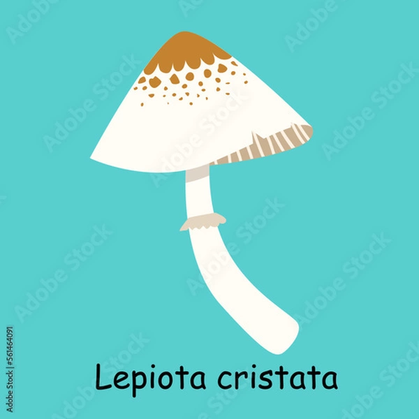 Fototapeta A flat vector of a poisonous mushroom isolated on a blue background.